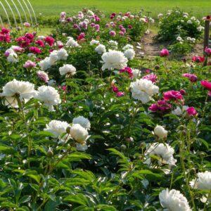 Peonies